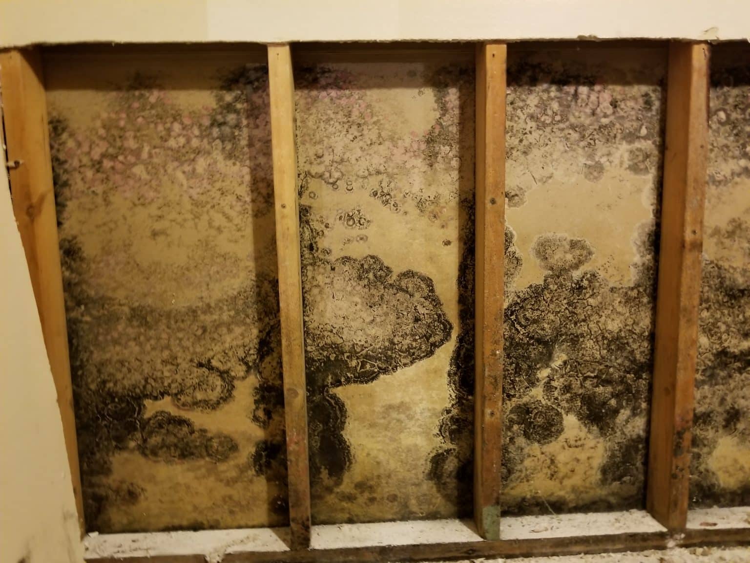 How to tell if your house has mold and what to do. Blue Crab Inspections