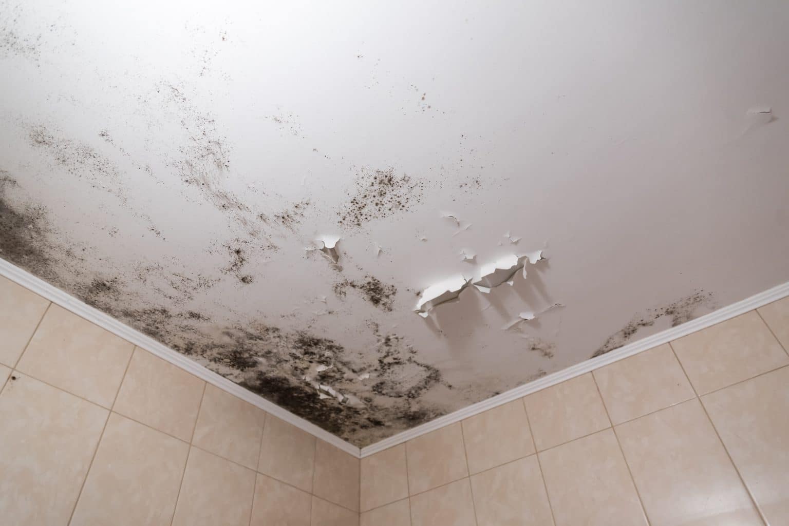 How to tell if your house has mold and what to do. Blue Crab Inspections