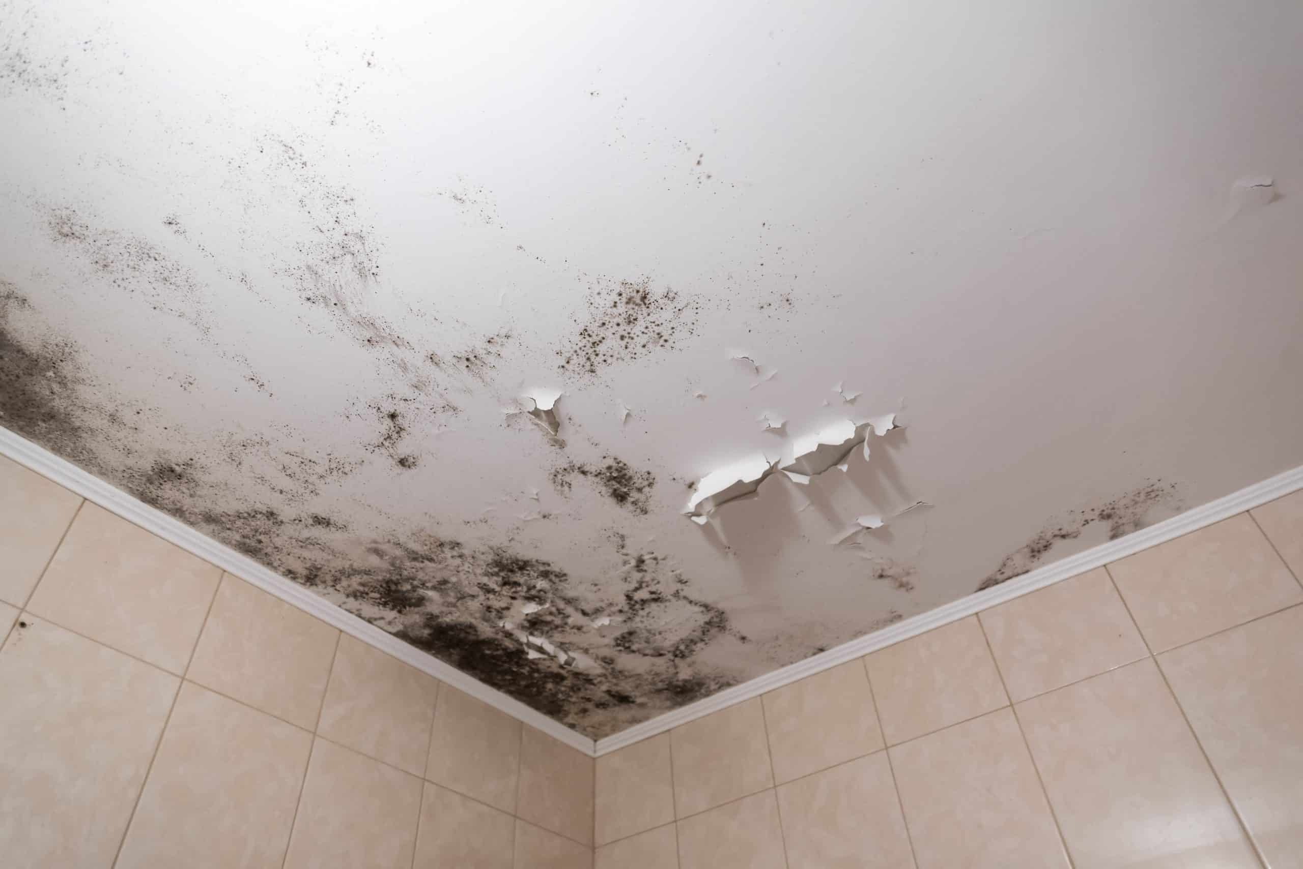 Bathroom mold